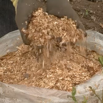 blåbær gjødsel blåbær gjødsel